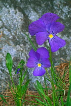 Violet {Viola calcarata} Gran Paradiso NP, Italy.