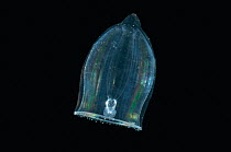 Small hydromedusan jellyfish {Aglantha sp}, deep sea Atlantic ocean