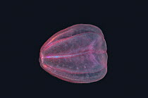 Comb jelly (Beroe cucumis), deep sea Atlantic ocean