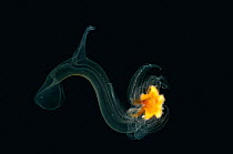 (Luidia sarsi) bipinnaria larva, late larval stage of starfish, deep sea Atlantic ocean