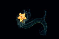 (Luidia sarsi) bipinnaria larva, late larval stage of starfish, deep sea Atlantic ocean