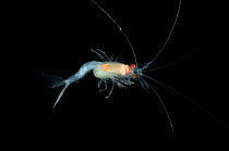 Deepsea mysid / opossum shrimp (Boreomysis sp), deep sea Atlantic ocean