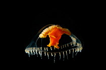 (Chromatonema rubrum) a hydromedusan jellyfish, deep sea Atlantic ocean