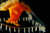 (Chromatonema rubrum) a hydromedusan jellyfish, deep sea Atlantic ocean