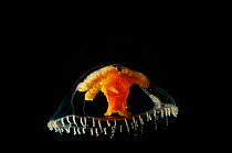 (Chromatonema rubrum) a hydromedusan jellyfish], deep sea Atlantic ocean
