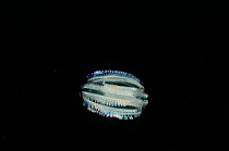 Comb jelly (Euplokamis sp), deep sea Atlantic ocean