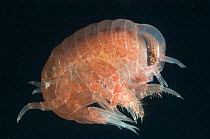 Hyperiid amphipod (Hyperia sp) from Korsfjorden, Norway, caught at around 350m, deep sea Atlantic ocean