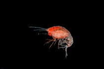 (Lanceola sp) a deep sea amphipod, deep sea Atlantic ocean