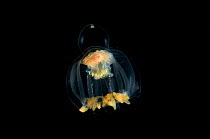 {Leuckartiara octona} small  hydromedusan jellyfish, deep sea Atlantic ocean