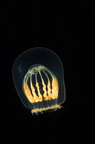 (Melicertum octocostatum) small hydromedusan jellyfish, deep sea Atlantic ocean