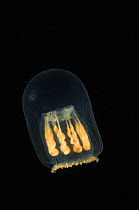 (Melicertum octocostatum) small hydromedusan jellyfish, deep sea Atlantic ocean