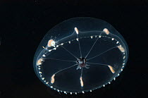 (Octophialucium funerarium) hydromedusan jellyfish, deep sea Atlantic ocean