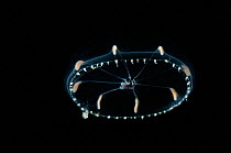 (Octophialucium funerarium) hydromedusan jellyfish, deep sea Atlantic ocean
