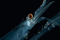 (Pasiphaea sp) mesopelagic decapod, head showing compound eyes, deep sea Atlantic ocean