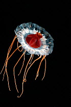 (Periphylla sp) juvenile, jellyfish, deep sea Atlantic ocean