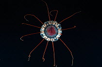 (Periphylla sp) juvenile, jellyfish, deep sea Atlantic ocean