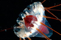 (Periphylla sp)  jellyfish, deep sea Atlantic ocean
