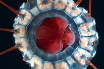 Periphylla -deep water jellyfish, deep sea Atlantic ocean