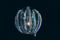Comb jelly (Pleurobrachia sp), deep sea Atlantic ocean