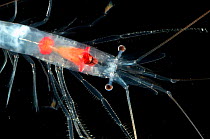 (Sergestes sp) mesopelagic shrimp, deep sea Atlantic ocean