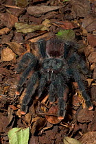 Antilles Pink Toe {Avicularia versiclor} arboreal bird eating spider from Martinique, Caribbean. Captive