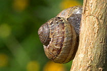 Common Snail {Helix aspersa} on twig with shell sealed to prevent water loss and dessication. Europe