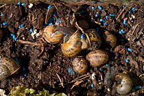 Common garden snails {Helix aspersa} and slug-pellets. Europe