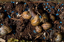 Common Garden snails {Helix aspersa} and slug pellets, Europe