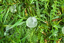 Close-up of Hailstones on grass.