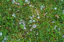 Hailstones on grass