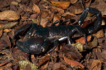 Imperial / Emperor / Giant African scorpion {Pandinus imperator} Captive specimen.