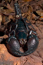 Imperial / Emperor / Giant African scorpion {Pandinus imperator} the world's largest scorpion. Captive
