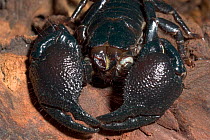 Imperial / Emperor / Giant African scorpion {Pandinus imperator} Close-up of pincers / pedipalps. Captive