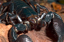 Imperial / Emperor / Giant African scorpion {Pandinus imperator} Close-up of mouthparts. Captive