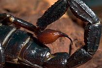 Imperial / Emperor / Giant African scorpion {Pandinus imperator} Close-up of tail and metasoma. Captive