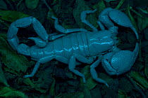 Imperial / Emperor / Giant African scorpion {Pandinus imperator} the world's largest scorpion, seen under UV light with ocelli clearly visible. Captive