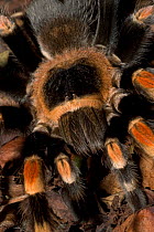 Mexican Red-Knee Tarantula {Brachypelma smithi}  close-up of carapace, captive