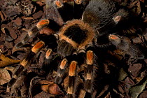 Mexican Red-Knee Tarantula {Brachypelma smithi}  close-up of anterior, Captive