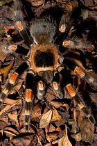 Mexican Red-Knee Tarantula spider {Brachypelma smithi} Captive