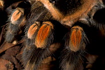 Mexican Red-Knee Tarantula spider {Brachypelma smithi}  close-up of diagnostic red knee, Captive