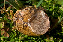 Common Snail {Helix aspersa} with shell sealed to prevent water loss and dessication. Europe