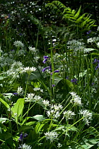 Wild garlic / Ransom {Allium ursinum} and  Bluebells in deciduous woodland in Dorset, UK.