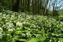 Wild garlic / Ransom {Allium ursinum} flowering in deciduous woodland in Dorset, UK.
