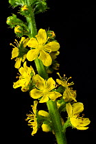 Flowers of European groovebur (Agrimonia eupatoria) Europe