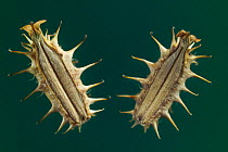 Bur parsley seeds (Caucalis platycarpos). The seeds are covered with burs and hooks which act as a dispersal agent by gripping animal fur. Europe