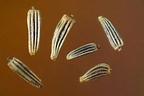 Seeds of Oxeye daisy (Chrysanthemum leucanthemum), Europe. Dispersal is coincidental by wind, animals or water. The seeds lack any obvious structures for specialised dispersal.