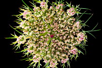 Flower of Wild carrot plant (Daucus carota) Europe