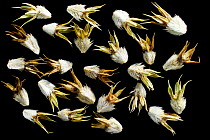 Seeds of Field eryngium (Eryngium campestre). Europe. In the autumn, the entire stem of the plant is broken off in strong winds and the seeds are loosened and dispersed over considerable distances.