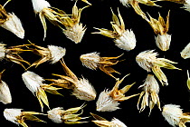 Seeds of Field eryngium (Eryngium campestre). Europe. In the autumn, the entire stem of the plant is broken off in strong winds and the seeds are loosened and dispersed over considerable distances.