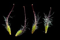 Seeds of Water avens (Geum rivale), Europe. Water aven seeds have numerous hairs, which enable dispersal by wind, as well as a long hooked tail formed by the style, which readily attaches to mammal fu...